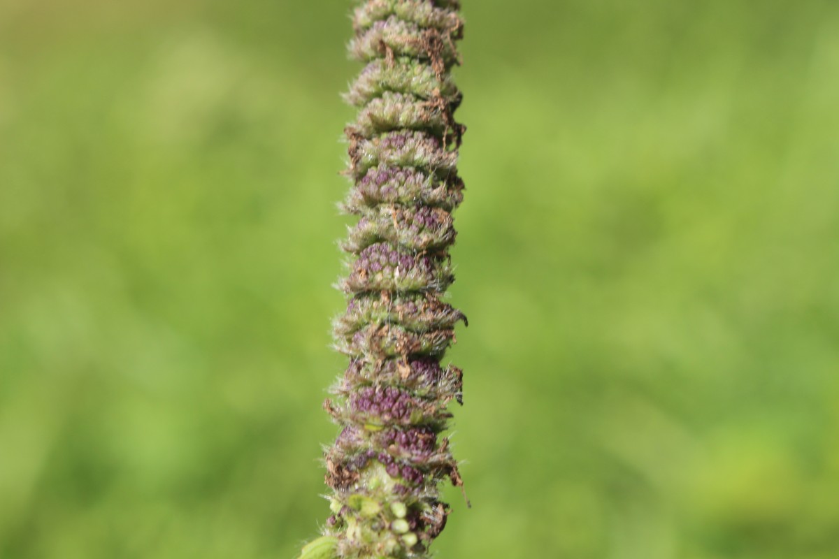 Pogostemon auricularius (L.) Hassk.